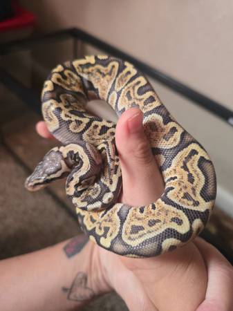 Pastel Ball Python 1
