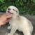 Great Pyrenees puppies 4 thumbnail