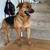 Golden Retriever/  German Shepherd 1 thumbnail