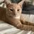 I have a male cat needs home 1 thumbnail