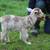 ADGA Nigerian Dwarf Does- Discounted! 15 thumbnail