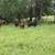 cows 5 thumbnail