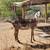 Purebred Nubian female goat 3 thumbnail