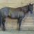 Family Horses 6 thumbnail