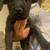 Pitbull staffy mix puppies free to a good home 3 thumbnail