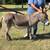 Mini cattle / Mini Donkeys / Mini Horses 13 thumbnail