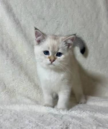 Cute Kitten (Renton)63911483584387121