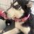Husky Siberian and Alaskan 2 thumbnail