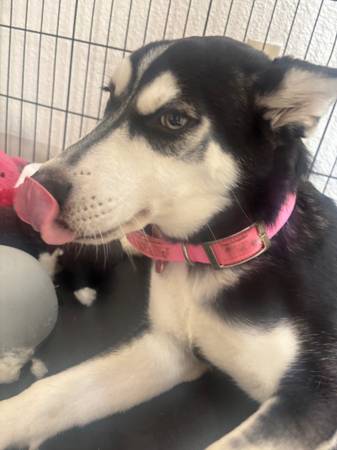 Husky Siberian and Alaskan63848769359235121