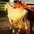 Palomino Colt 9 thumbnail