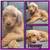 F1ab Goldendoodles puppies 2 thumbnail