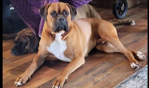 Boxer (Noma)