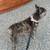 Frenchie doodle looking for forever home. 6 thumbnail