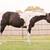 Stud Service:  APHA Black Homozygous Strait from Texas 1 thumbnail