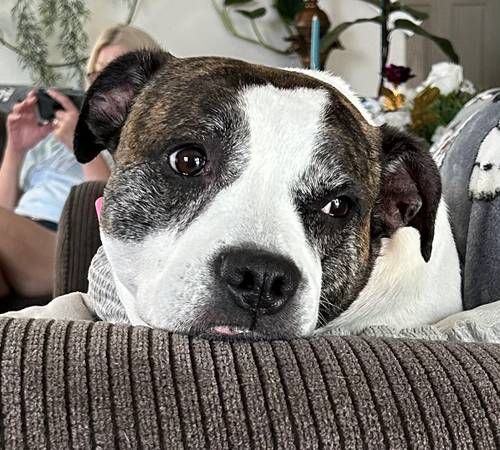 Pit bull necesita nuevo hogar (Enumclaw)63697527286273120