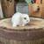 Rabbit 4 thumbnail