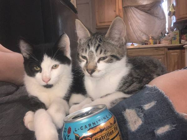 Kittens for new home (Moses lake)63656878725121121