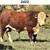 Registered Polled Hereford Bulls Available 1 thumbnail