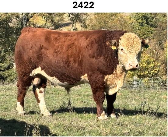 Registered Polled Hereford Bulls Available 1