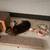 Bunny rabbit 3 thumbnail