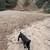 Cane Corso 2 thumbnail