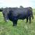 Pure black angus 12 thumbnail