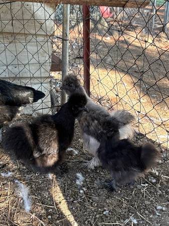 4 Silkie Chicks SOLD 1