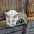 Rabbits 1 thumbnail