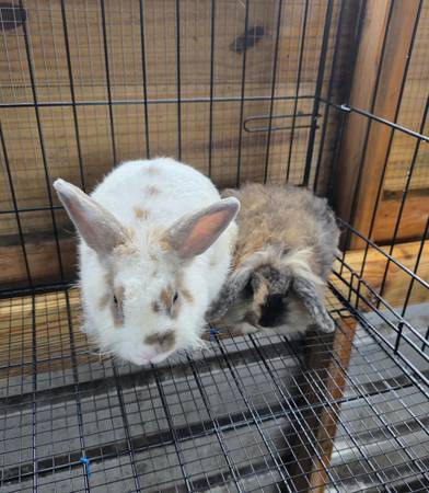 Rabbits 1
