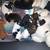 Mini Dachshunds 12 thumbnail