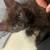 Cats 4 thumbnail