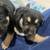 Puppies for sale 5 thumbnail