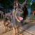 Two Loving Dogs Need a New Home – Goldendoodle & German Shepherd ($100 for eac 10 thumbnail