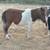 Several Ponies for sale broke to Ride 4 thumbnail