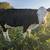 Heifer Calf, beef 3 thumbnail