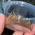 Lesser Stripetail Scorpion Babies looking for homes! 3 thumbnail