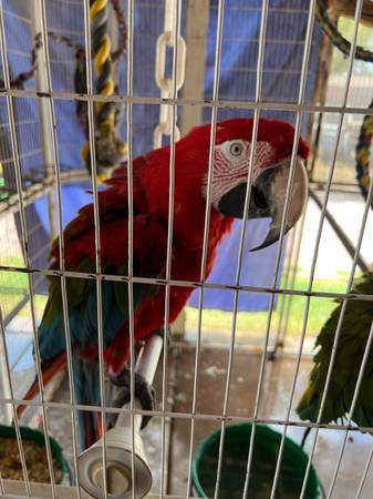 Macaws 1