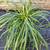 Liriope Lily Turf plants 5 thumbnail