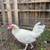 Gamefowl 5 thumbnail