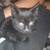 3 month old black female kitten must go 4 thumbnail