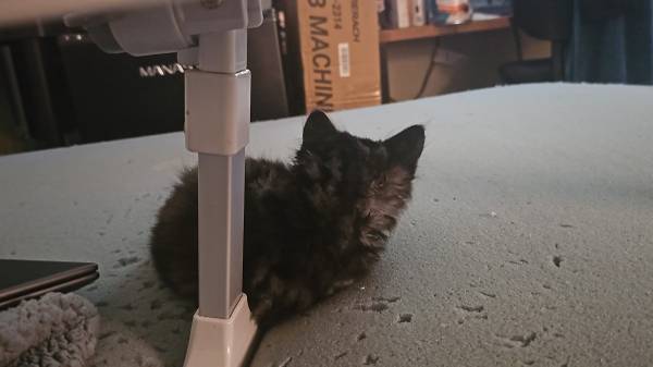 Kittens and Cats for rehoming urgently63992694776322124
