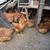 Chickens 1 thumbnail