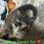 Affectionate Cuddly Kittens 7 thumbnail