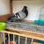 Cuban pouter pigeon 2 thumbnail