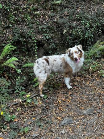 Moose On The Loose Dog Walking 1