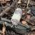 Isopods & Springtails (Bioactive) 7 thumbnail