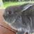 Netherland Dwarfs 8 thumbnail