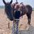 13.2h 11/12yr old Buckskin Mare 4 thumbnail
