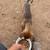 Chihuahua 2 thumbnail