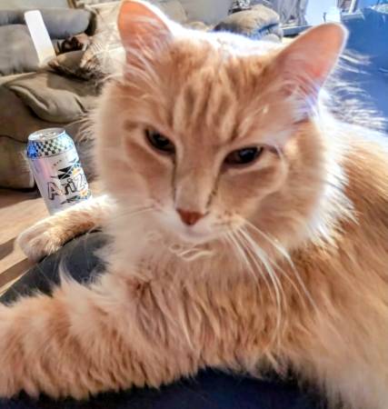 Buscando un nuevo hogar para mis gatos (College Station, Texas)
